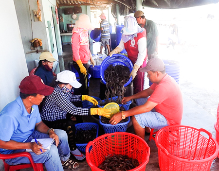 Bumper crop of white-leg shrimps in Van Tho Commune, Van Ninh District