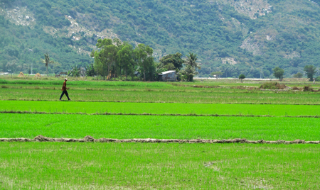 Khanh Hoa sows nearly 9,300 hectares of summer – winter rice crop
