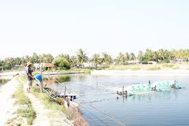 6-month fishery yield of Ninh Hoa hits 9,333 tons