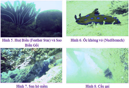 Regenerating coastal marine resources