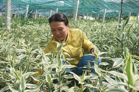 Tran Thi Bich Hue taking care of her garden