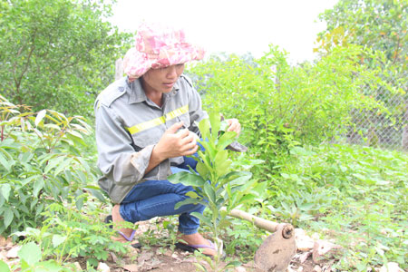 Nong Thi Mai taking care of grapefruit trees