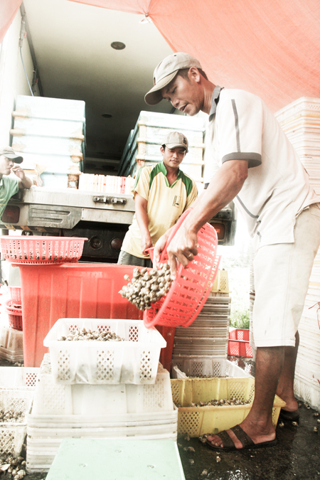 Raisers in Ninh Tho Ward, Ninh Hoa Town selling sweet snails