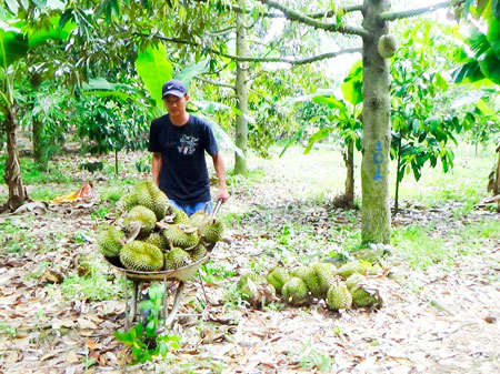 Harvesting durians in  Khanh Vinh District.