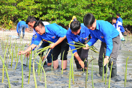 5,000 mangrove trees cultivated