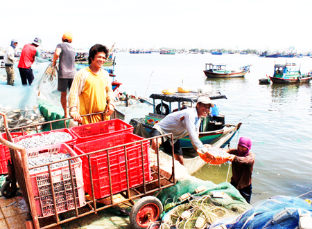 Fishermen delighted with bumper of anchovies