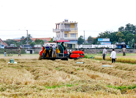 Harvesting high-productivity rice in Ninh Hoa Town.