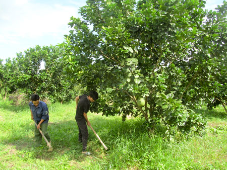 Khanh Vinh supports green skin grapefruit growers