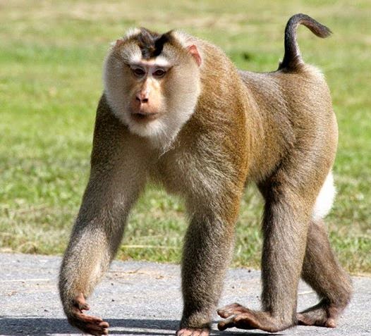 Macaca leonina released into Hon Ba Natural Reserve