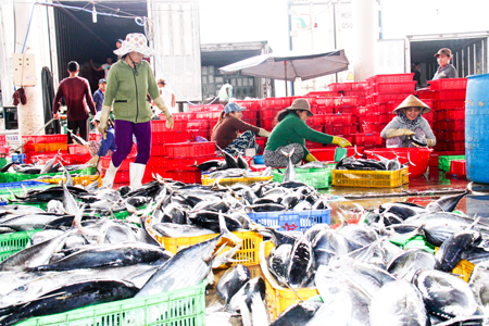 Nha Trang: Bumper crop of tunas