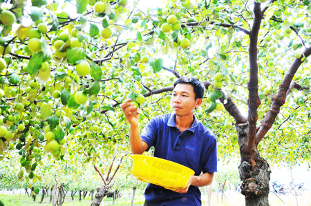 Start up from growing Thai jujube trees