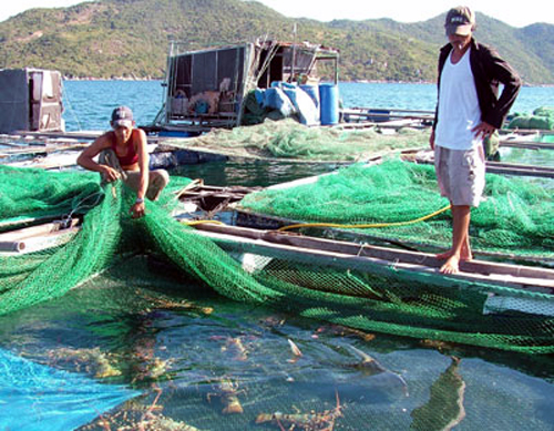 Lobsters raised in cages in the sea