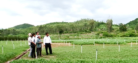 Pham Thi Hoa's farm in Van Hung Commune, Van Ninh District