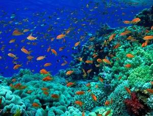 Environmental protection violation fined up to VND2b