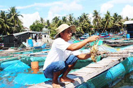 Preferential loans help Hiep to raise lobsters.