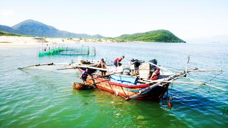 Harmful algal bloom blamed for mass fish deaths