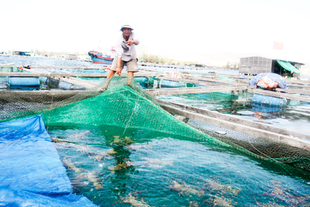 Raising lobsters in Van Ninh District