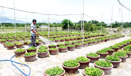 Taking care of daisy trees in Cam Lam District