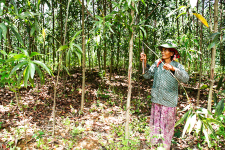 Forestry attached importance in Khanh Son