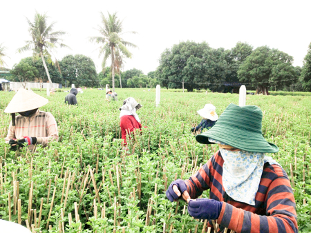 Promptly plucking daisy buds in Cam Hai Tay Commune.