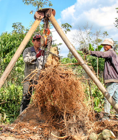 Pulling out coffee trees to grow grapefruit trees