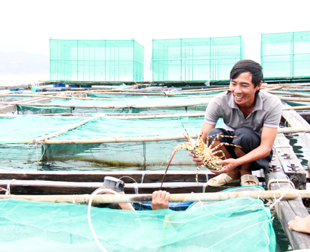 Lobter raisers happy with bumper crop