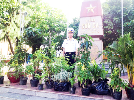 Sand Cay receives variety of plant species from mainland
