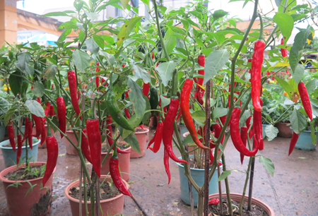 Red pepper pots, costing VND70 thousand each, are displayed in front of Vinh Hai Market.