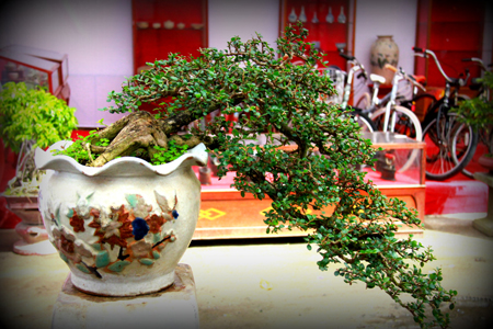 A bonsai is shaped like waterfall.