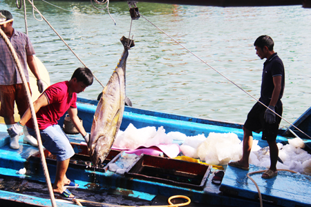 Carrying tunas to Hon Ro Fishing Port