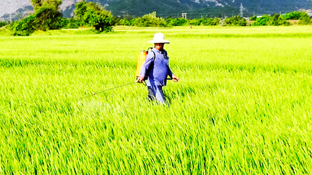 Rice growing well on Ninh Lam field