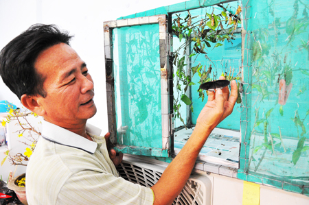 Looking after butterflies on Hoa Lan island