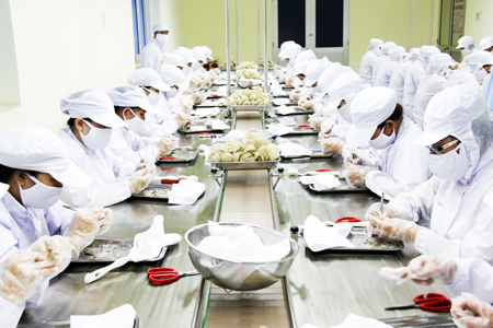 Production at Khanh Hoa Salangane Nests Company