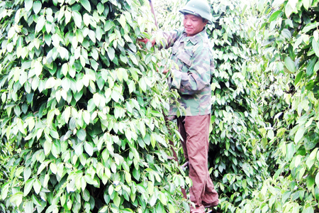 Pepper price decreases