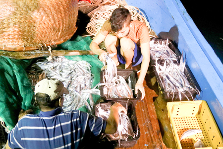 Fishing hairtails at night