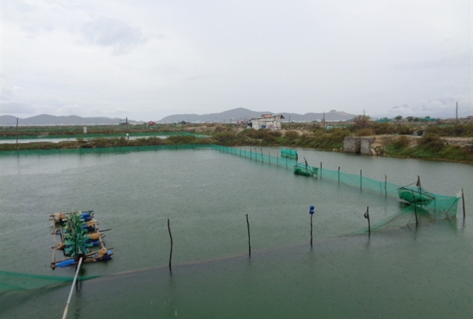 200 hectares of sweet snail raised in Ninh Hoa