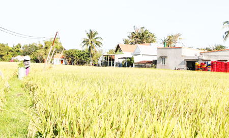 Van Ninh District grows new rice varieties