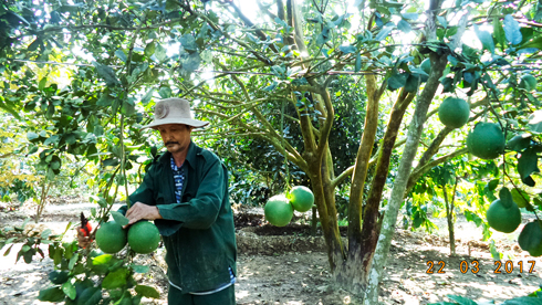 Economic effects from green-skin grapefruits