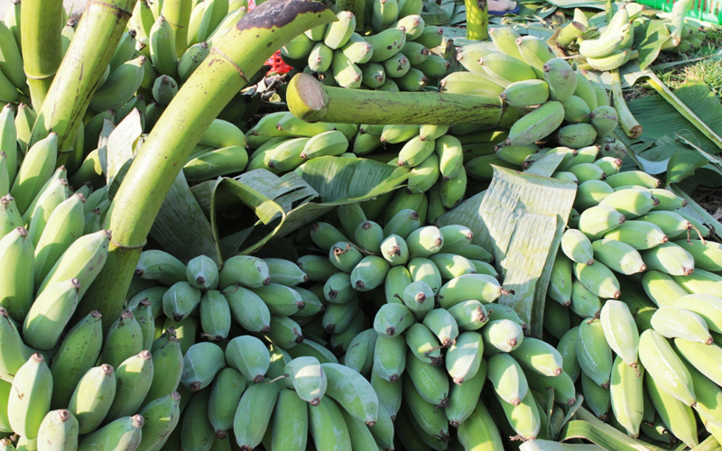Banana price falls