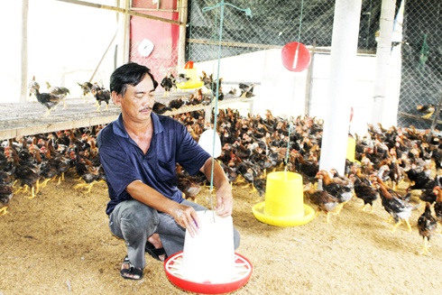 Raising chicken in Cam Tan Commune, Cam Lam District, Khanh Hoa Province