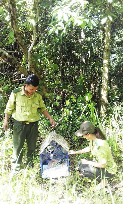 Nyctucebus pygmaeus released into nature