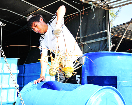 Lobsters purchased at VND1.8 million/kg