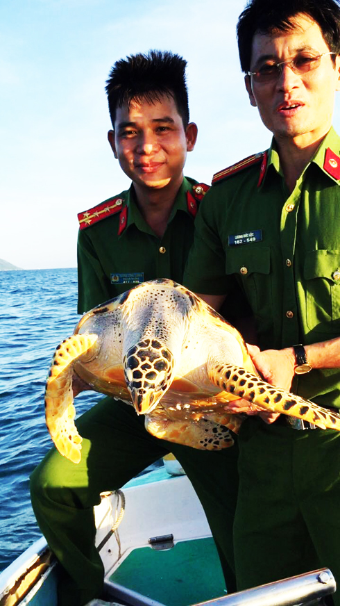 2 Eretmochelys imbricata individuals released into nature