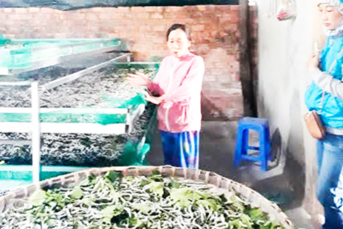 Producing silkworm cocoons in Dien Dong Commune