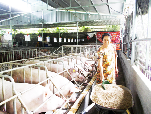 Phuong taking care of female pigs