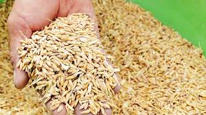 2.5 tons of rice seeds supported for ethnic minority people in Suoi Cat