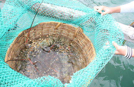Lobster raising cages in Van Ninh District total 12,000