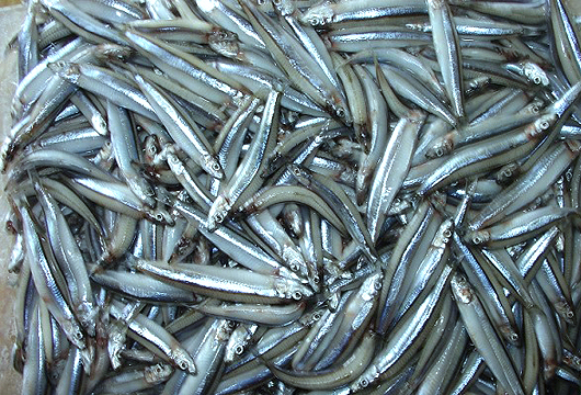 Anchovies purchased at VND18,000/kg