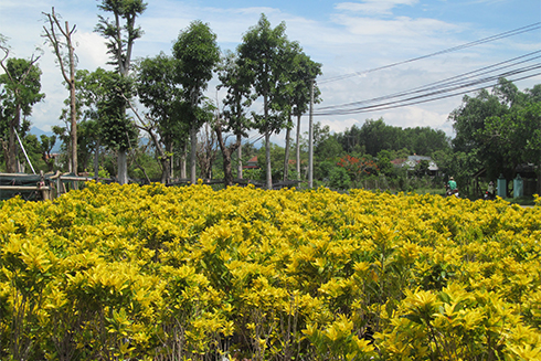 Big ornamental plant garden being created in Dien Khanh