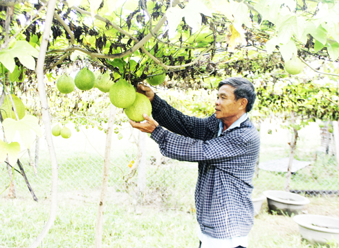 Farmers taking care of fruit plants